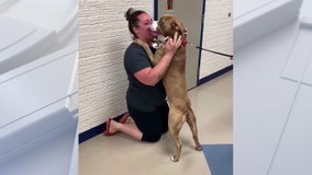 Watch: Dog missing for 2 years reunited with owner in heartwarming reunion