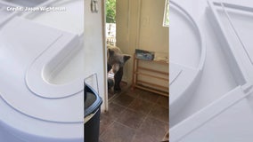 Bear entering Sierra Madre kitchen caught on camera