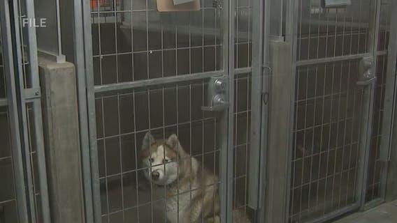 LA City Controller to audit Animal Services amid overcrowding, euthanasia concerns