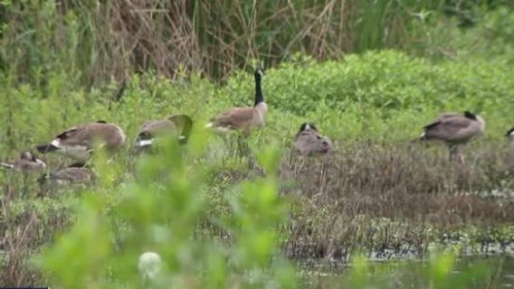 In Depth: Madrona Marsh Preserve and Nature Center