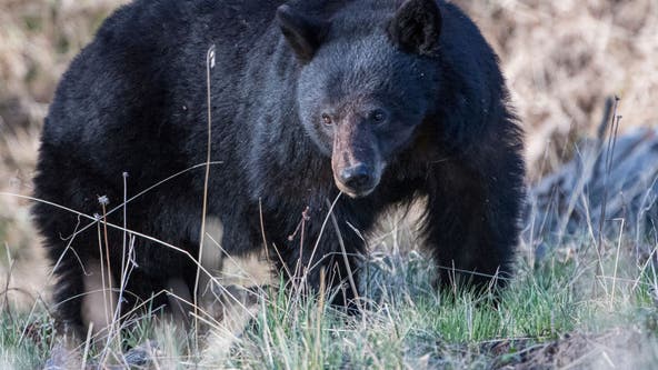 Woman's 2023 death was first fatal black bear attack on a human in California history, officials say