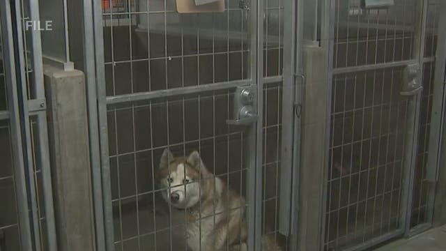 LA City Controller to audit Animal Services amid overcrowding, euthanasia concerns