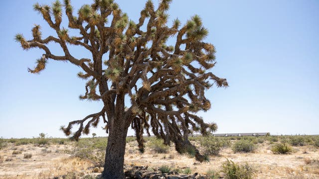 California clean energy project threatens thousands of protected Joshua trees: reports