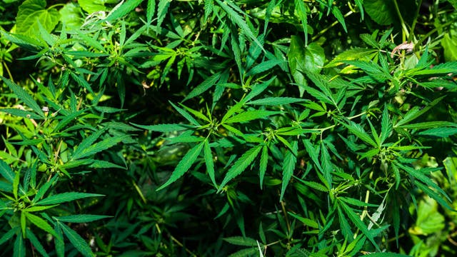 Over $15.3M worth of illegal cannabis seized in LA County