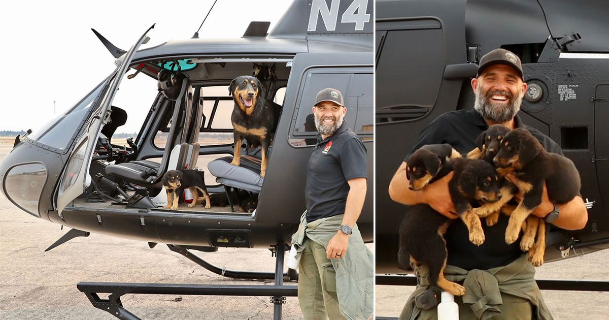 Puppies rescued from California's Park Fire by rescuer who ran nearly 2 ...