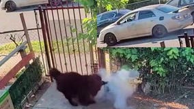 Driver throws fireworks at a dog in Santa Ana