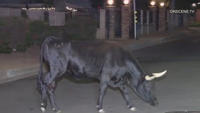 Cow spotted taking early morning stroll in San Fernando Valley neighborhood