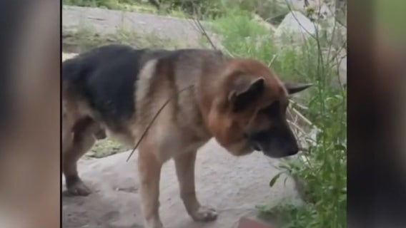 Reward increases for info on dog who was zip-tied, abandoned in Malibu