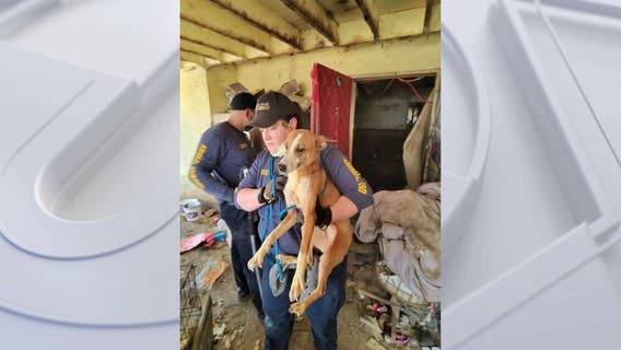 Over 40 dogs rescued from Riverside County 'hoarder house'