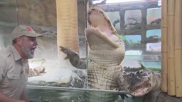 'Reptile Royalty' featuring Fountain Valley's Reptile Zoo returns to Roku for 2nd season