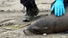 Sea lions washing up onto Santa Barbara, Ventura County beaches showing signs of algae poisoning