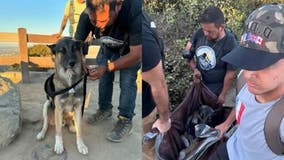 Hiking group finds abandoned dog in Griffith Park, carries him off mountain in tarp