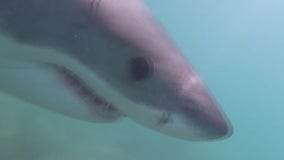 SoCal early alert shark warning system may disappear