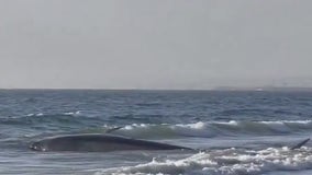 Dead whale washes ashore Torrance beach