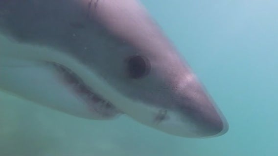 SoCal early alert shark warning system may disappear