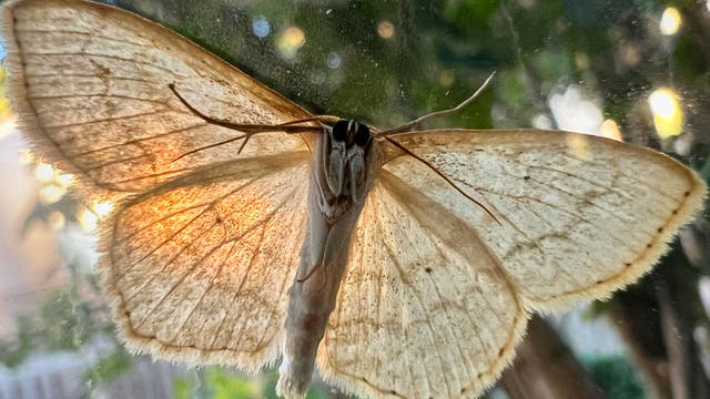 Bizarre laws in California that could get you into trouble