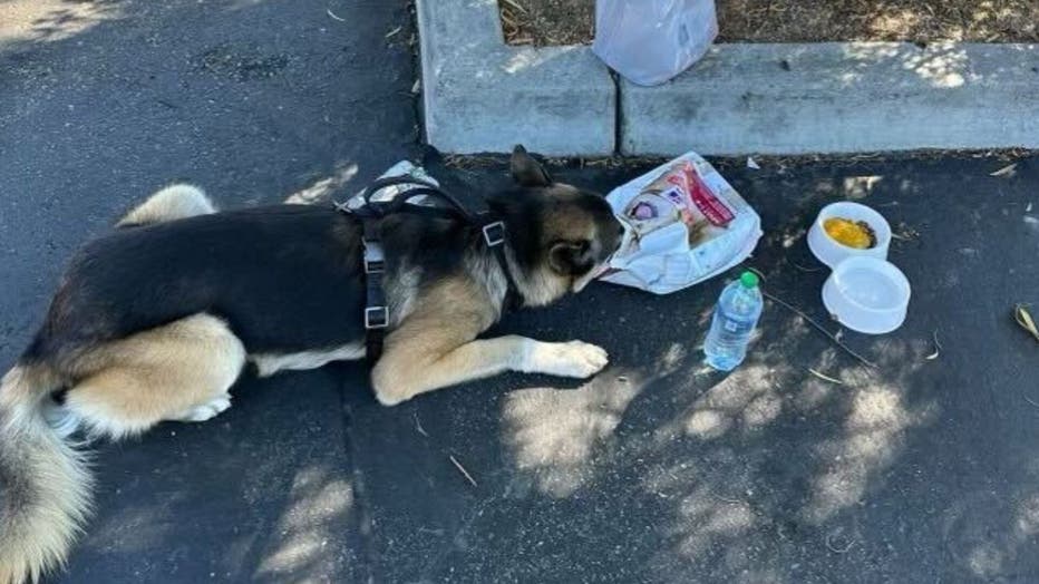 A German shepherd eating food right out of the bag in a parking lot