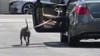 Pit bull getting walked by person inside car in Los Angeles; Witnesses worry dog may be training to fight