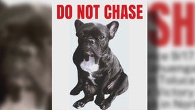 'Rover' app dog sitter accused of losing French bulldog 'Mushie'