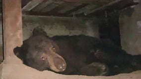 Bear cozies up under Sierra Madre home