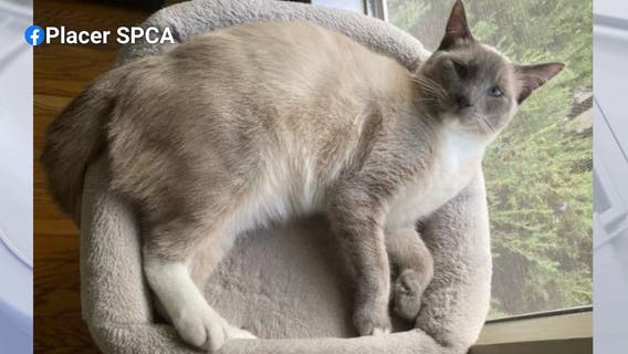 Missing cat goes on 900-mile journey from Yellowstone to home in California