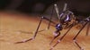 5th case of dengue confirmed in LA County