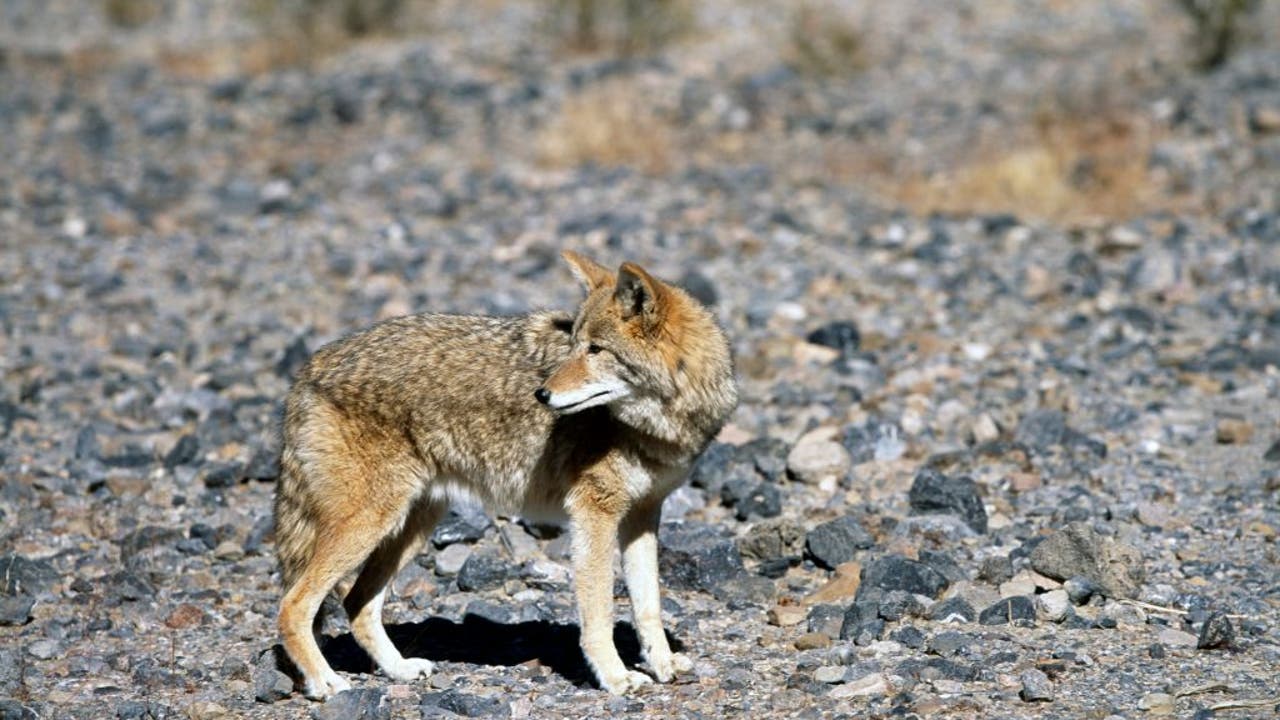 10-year-old boy bitten by coyote in Irvine