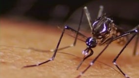 5th case of dengue confirmed in LA County