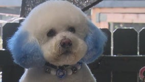 Dodger pets show off their blue spirit