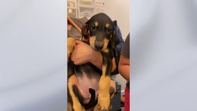 Doberman puppies abandoned at LA animal shelter soon to be available for adoption