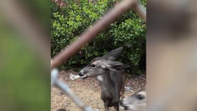 Deer at Hollywood Reservoir found with bone stuck in mouth; Wildlife officials trying to help