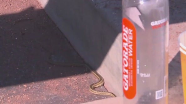 Snake found in Dodgers dugout