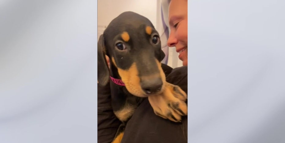 Doberman puppies retailer for inland empire