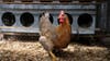 Bird flu detected in California child confirmed to be first case in the US