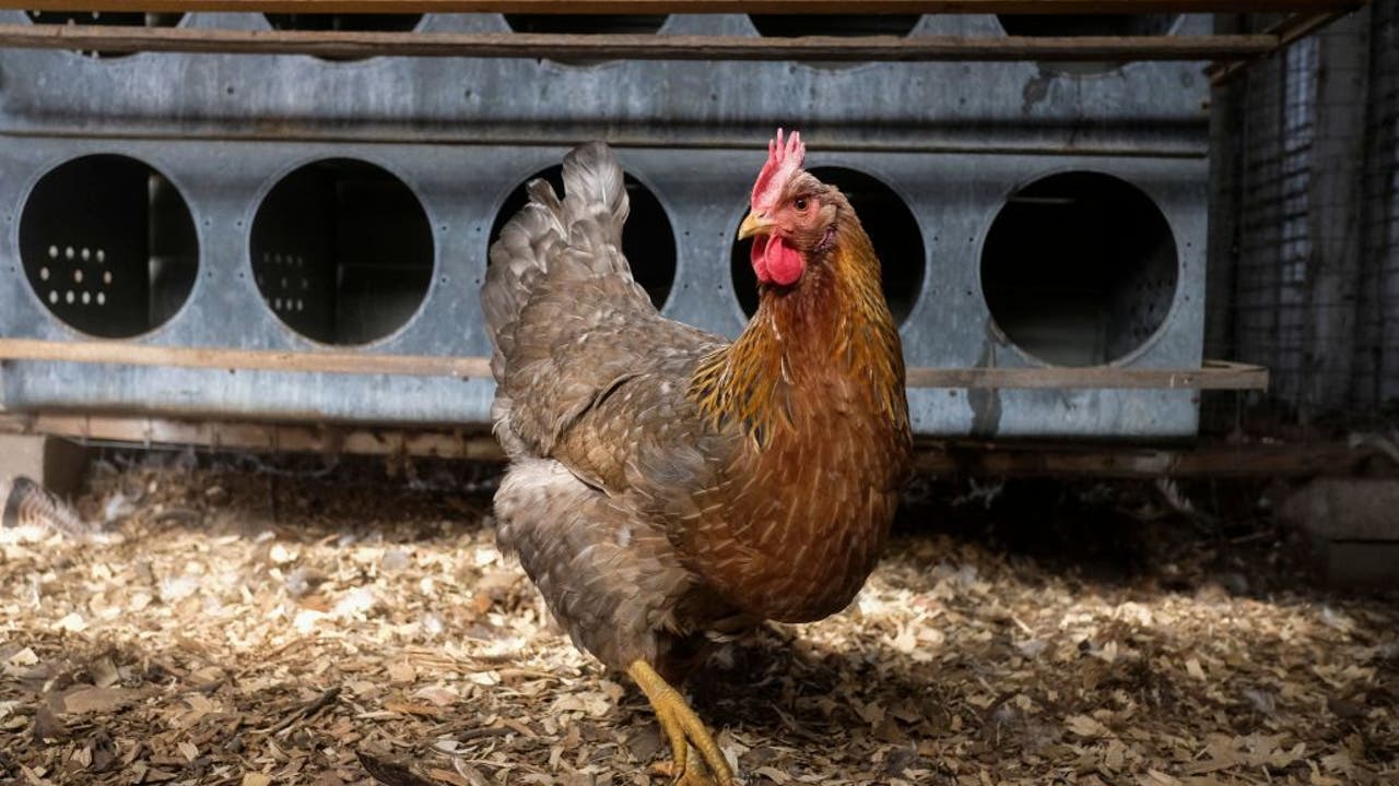 Bird flu detected in California child confirmed to be first case in the US