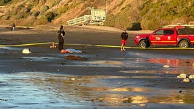 Human skull found on LA County beach