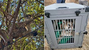 Dog chases mountain lion up a tree in Tustin