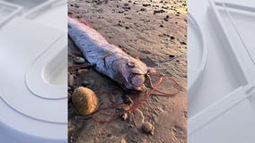 'Doomsday fish,' rumored to bring bad omens, washes ashore in popular surf town