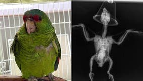 Wild, endangered parrots being shot in 'disturbing trend' across Southern California