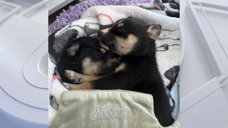 Two puppies cuddling, laying under a blanket