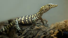 LA Zoo hatches first-ever perentie lizards, one of largest lizard species in the world