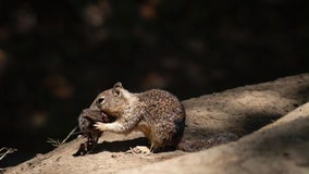 California squirrels are showing carnivorous behavior for the first time, study says