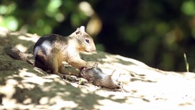 California squirrels are showing carnivorous behavior for the first time, study says