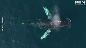 Rescue teams monitoring entangled humpback whale seen off Orange County coast