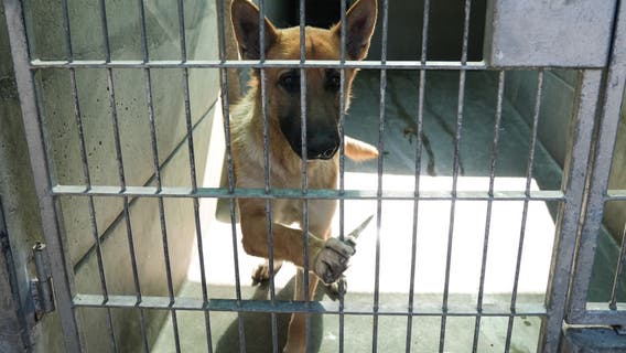 California Wildfires: How to find your lost pet