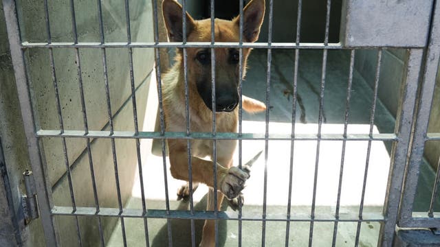 California Wildfires: How to find your lost pet