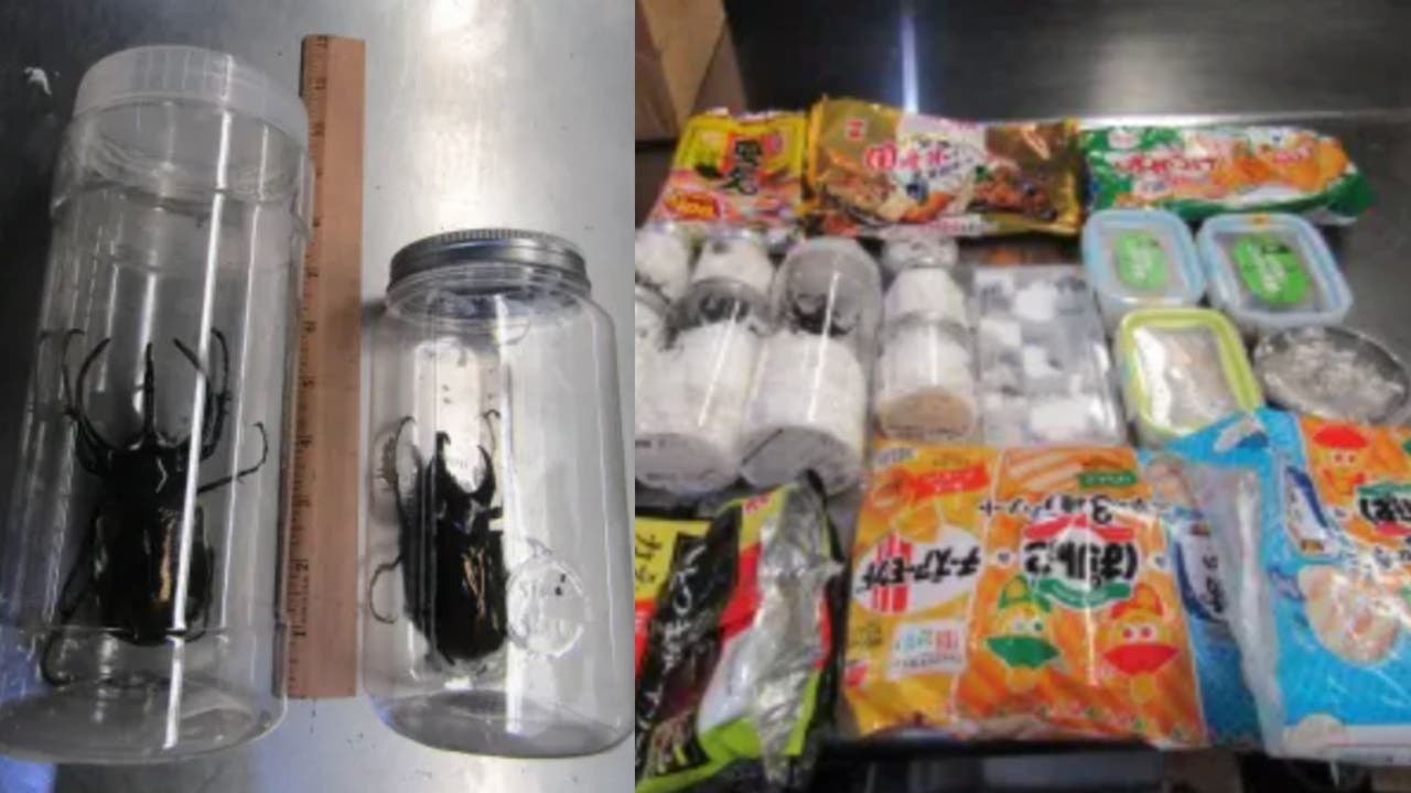 37 giant live beetles disguised as Japanese snacks seized at LAX