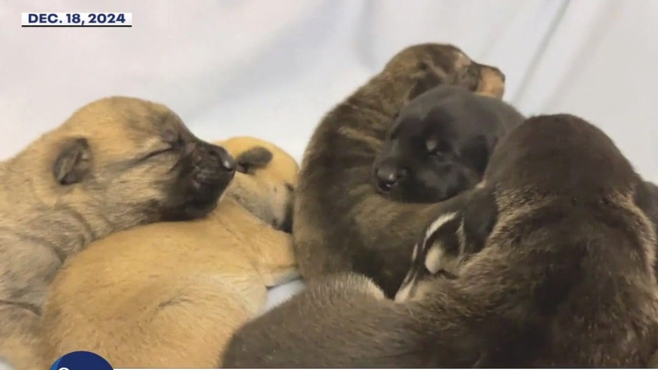 More than dozen puppies in need of forever homes after their mom was found abandoned