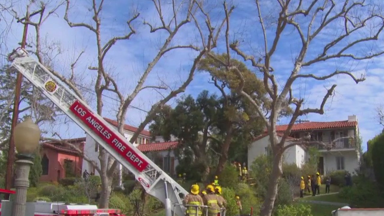 Tree trimmer rescued after electric shock let him dangling 25 feet off the ground