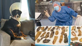 California vet pulls two dozen socks, onesie, more out of dog's stomach